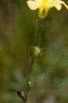 Grooved flax